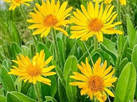 Arnica montana - Bergwohlverleih